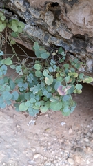 Sarcocapnos enneaphylla