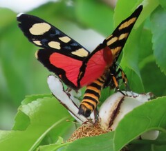 Heraclia africana