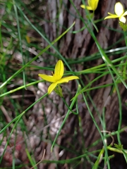 Tricoryne elatior