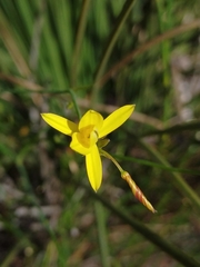 Tricoryne elatior