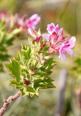 Pelargonium cucullatum strigifolium