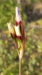 Leucocoryne purpurea