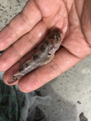 Tridentiger barbatus