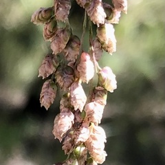 Chascolytrum subaristatum