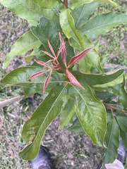 Heritiera trifoliolata