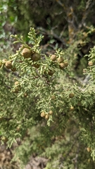 Juniperus phoenicea