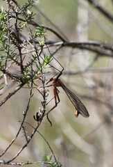 Leptotarsus clavatus