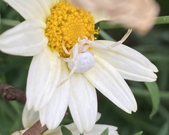 Zygometis xanthogaster