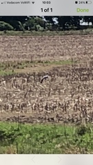 Anthropoides paradiseus