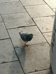 Columba livia domestica