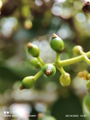 Macrosolen cochinchinensis