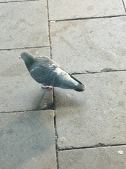 Columba livia domestica