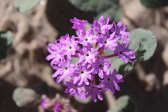 Abronia villosa villosa