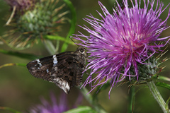 Codatractus arizonensis