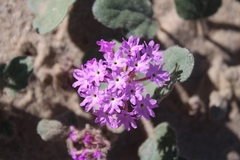Abronia villosa villosa