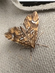 Musotima nitidalis