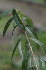 Salix pierotii