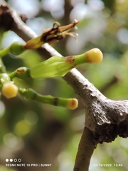 Macrosolen cochinchinensis