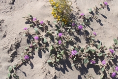 Abronia villosa villosa