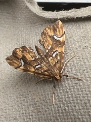 Musotima nitidalis