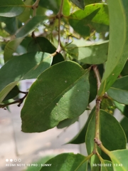 Macrosolen cochinchinensis