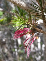 Melaleuca rupestris