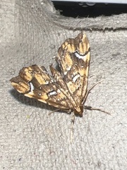 Musotima nitidalis