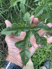 Brachychiton discolor