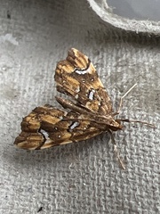 Musotima nitidalis