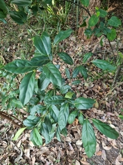 Cryptocarya foetida