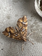 Musotima nitidalis