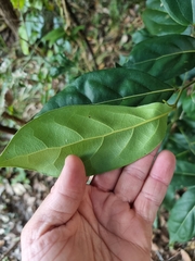 Cryptocarya foetida