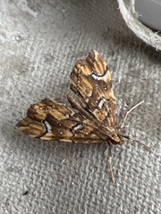 Musotima nitidalis
