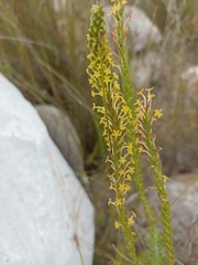Microdon dubius