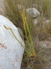 Microdon dubius
