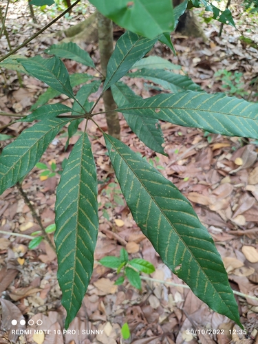 Heritiera simplicifolia observed 2022-10-30