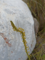 Microdon dubius