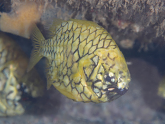 Cleidopus gloriamaris