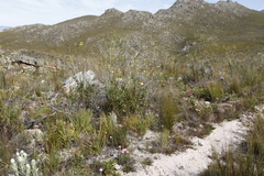 Osteospermum junceum