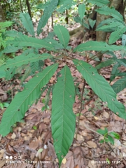 Heritiera simplicifolia