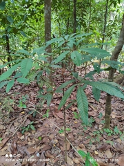 Heritiera simplicifolia