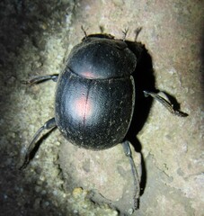 Chalconotus convexus