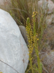 Microdon dubius