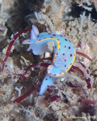 Hypselodoris bennetti