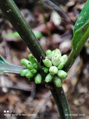 Oldenlandia cristata