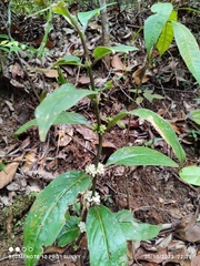 Oldenlandia cristata
