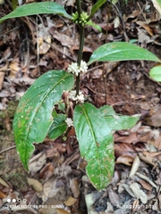 Oldenlandia cristata