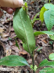 Oldenlandia cristata
