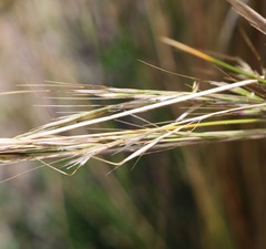 Austrostipa stipoides