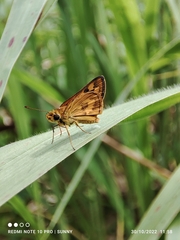Taractrocera archias